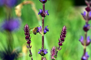 Biene auf einer Salbeiblüte