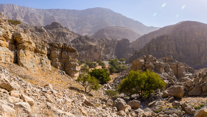 Hidden Oasis in Jabel Jais mountain range, panorama with green lush palm trees and acacia trees, rocky mountains in the background.