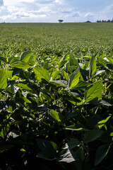 Rural landscape with fresh green soy field. Soybean field, in Brazil.