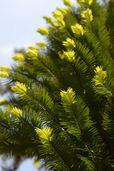 ウォレマイ・パインの若葉