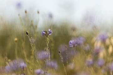 Kornblume im Abendlicht