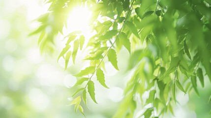 Obraz premium A leafy tree branch in focus, sun illuminating leaves, background of foreground leaves softly blurred