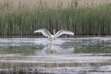 H&ouml;ckerschwan spreizt Fl&uuml;gel