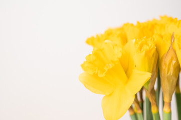  yellow daffodils on white background. easter background with place for text