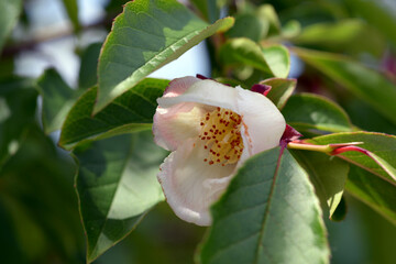 スチュワーティア・ロストラタ