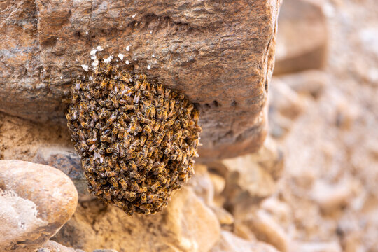 Natural wild bee swarm close-up view on a limestone rock in Hajar Mountains, United Arab Emirates.