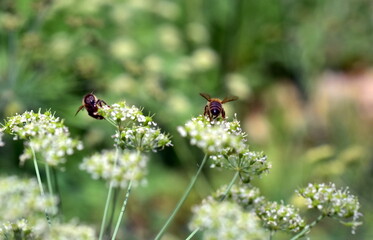Biene auf blühendem Laserkraut
