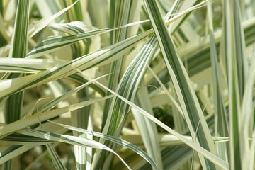 葉模様　シマダンチク