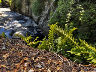 Ferns over river with rapids