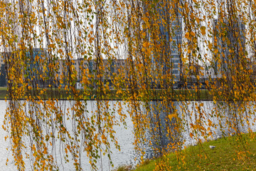 Gold autumn leaves of a weeping willow tree hanging over a Svislach river on a Island of Tears in Minsk, Belarus with modern city skyline in the background.