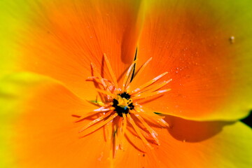 Nahaufnahme einer Goldmohnblüte