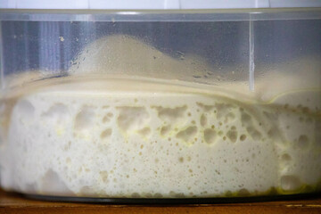 Natural fermentation pizza dough in transparent pot