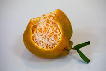 polcan tangerine isolated in selective focus