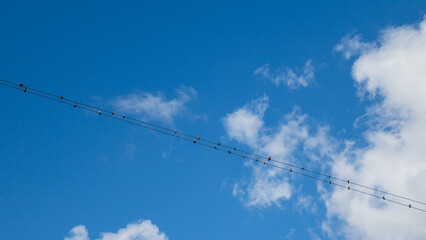 calo de eletricidade com andorinhas e outros pássaros  pousados nela com o céu azul