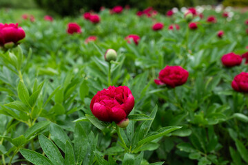 Red-purple garden peony on spring day in park