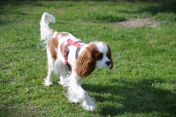 a pensive spotted dog walks through the meadow