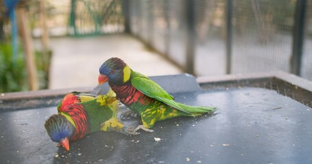 Two colorful parrots are playing fighting in a cage.