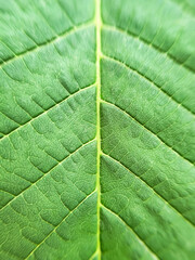 chestnut leaf close up abstract natural background