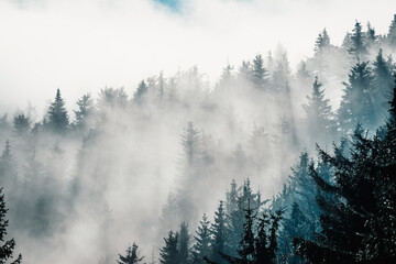 Misty landscape with fir forest. alpine landscape with snowy trees. Adventure winter sport. Low...