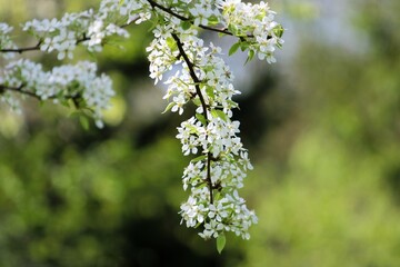 Obraz premium White cherry blossoms in spring