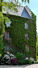 Obraz premium Ivy-covered castle wall with beautiful white flowers in the foreground under the bright sun