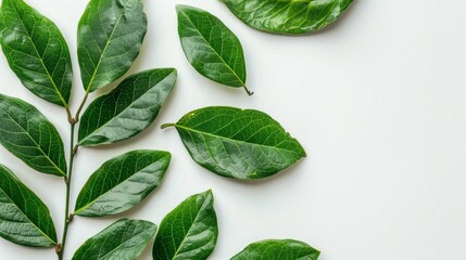 Obraz premium A green leaf cluster lies on a white counter top, adjacent to a solitary leafy branch Both rest on the white surface