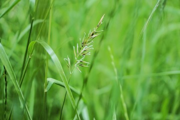 Naturwiese mit hohen grünen Grashalmen bei Sonne am Abend im Frühling