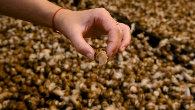 many snails on the farm in hands. Selective focus.