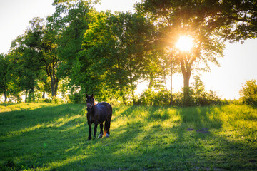 Beautiful rural landscape with a horse at sunset. Poland