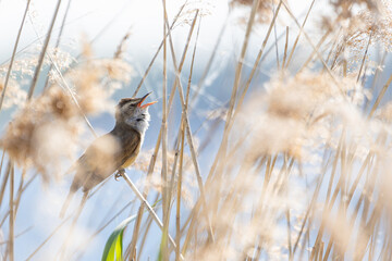 Drosselrohrs&auml;nger beim Gesang