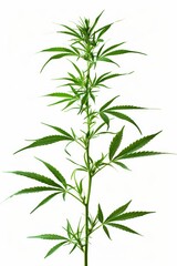 Fototapeta premium Leaves on white Background