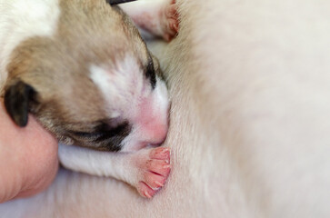 Miniature Bull Terrier puppy with mother in a wooden box, close up