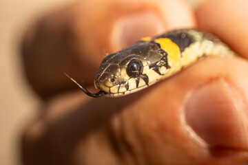 A detailed close-up of a snake's head, focusing on its forked tongue and scales. The snake is being gently held, with a blurred background providing copy space.