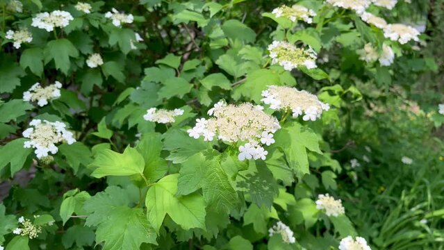 flowering viburnum bush growing in the garden