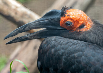 Southern Ground Hornbill (Bucorvus leadbeateri) - Commonly Found in Sub-Saharan Africa