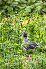 Southern Screamer (Chauna torquata) - Commonly Found in South America