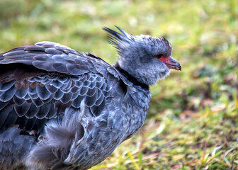 Southern Screamer (Chauna torquata) - Commonly Found in South America