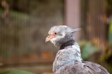 Southern Screamer (Chauna torquata) - Commonly Found in South America