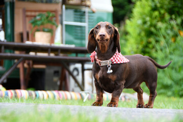 A cute young brown miniature Dachshund with collar and red neck tie