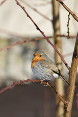 robin perched on a branch