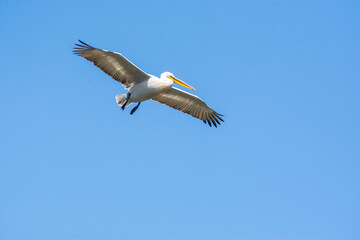 pelican in flight