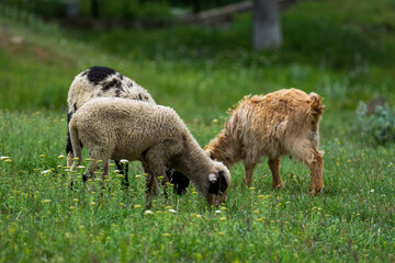 sheep and lambs