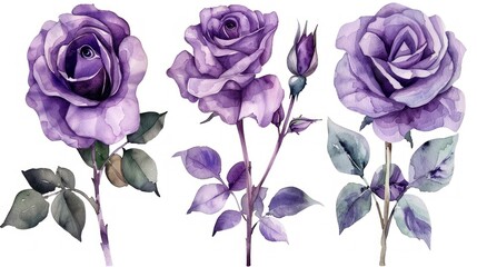 Set of beautiful purple roses watercolor isolated on white background