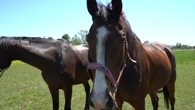 Koń w stadlinie koni