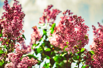 Lilac blooms. Spring branches of blossoming lilac. Beautiful flowering bunch of lilac flowers...