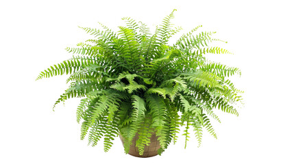 Boston fern, plant in a pot, isolated