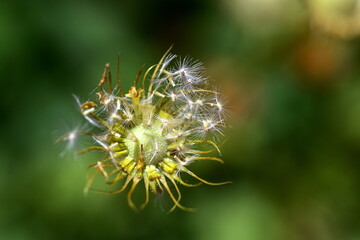 Letzte Samen an einer Gemswurz