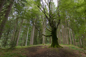 Fototapeta premium trees in the forest
