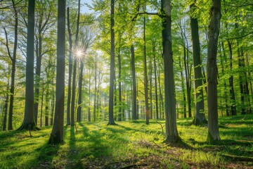 Sunlit Forest Landscape