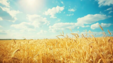 Natural Summer Scene: Wheat Field blurred